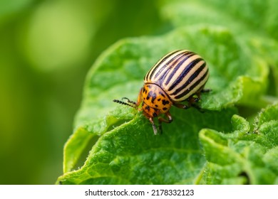 Potato Bug On Green Sheet In Garden.