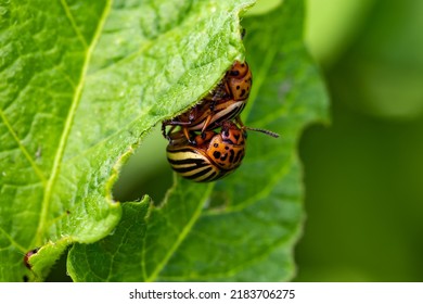 Potato Bug On Green Sheet In Garden.