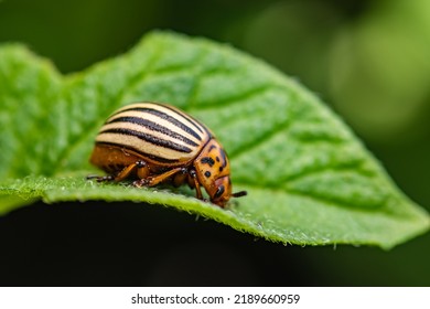 Potato Bug On Green Sheet In Garden.