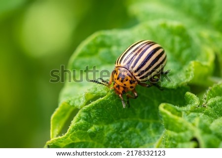 Potato bug on green sheet in garden.