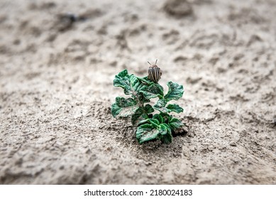 Potato Bug On The New Potato Plant