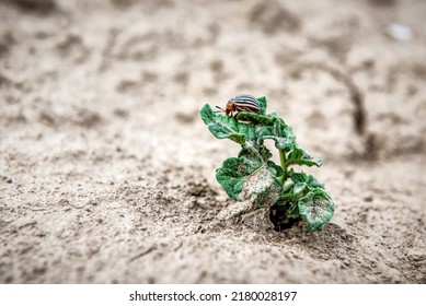 Potato Bug On The New Sprouted Potato