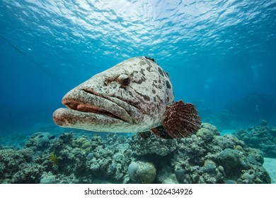 Potato Cod Underwater