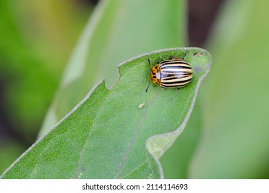 Potato or Colorado beetle - Leptinotarsa decemlineata on eggplant. This insect can damage the leaves and fruits of eggplant.