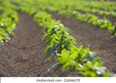 Potato Crop