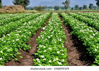 Potato Crop Plantation Or Farm. Landscape Of Agriculture Field During Afternoon.