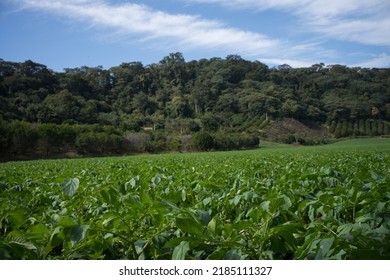 Potato Farm With Hill And Blue Sky Background.