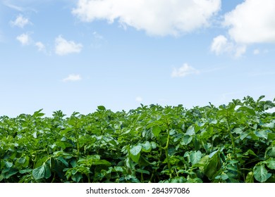 Potato Farm On Jersey Channel Island