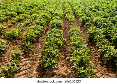 Potato Farm On Jersey Channel Island