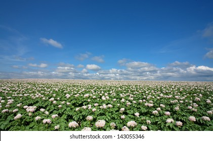じゃがいも畑 の画像 写真素材 ベクター画像 Shutterstock