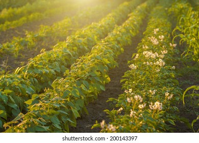 Potato Field