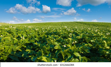 66 092件の じゃがいも畑 の画像 写真素材 ベクター画像 Shutterstock