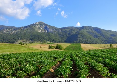 Potato Field Landscape