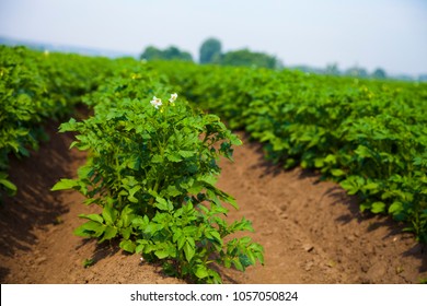 じゃがいも畑 の画像 写真素材 ベクター画像 Shutterstock
