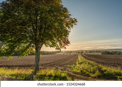 A potato field ready for harvest in rural Perthshire, Scotland on a sunny autumn day