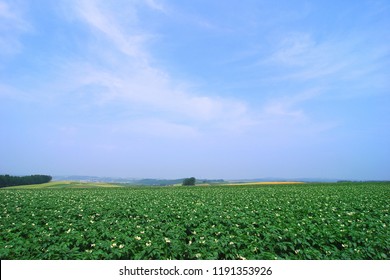 じゃがいも 畑 北海道 Images Stock Photos Vectors Shutterstock