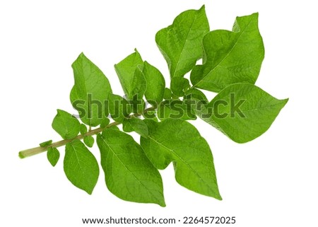 Potato green leaf closeup isolated on white