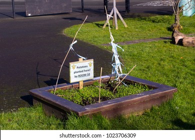A potato growing bed in winter that is normally maintained by the children of Towerview Primary School in Bangor County Down in Northern Ireland 