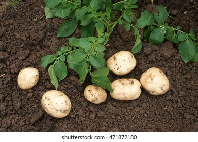 potato harvest - Shutterstock ID 471872180