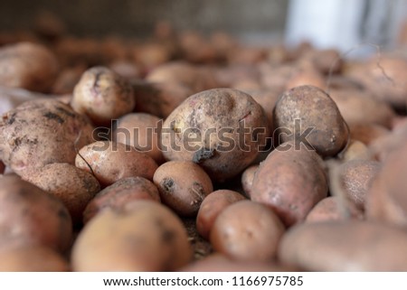 Potato harvest in the cellar as a background