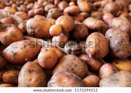 Potato harvest in the cellar as a background .