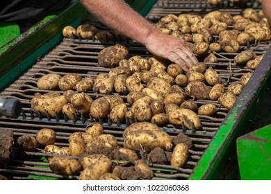 Potato Harvest Farming