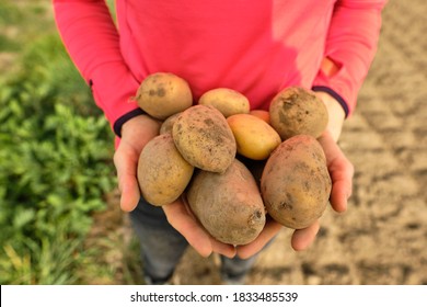 Cosecha de papa al sol en otoño, patatas orgánicas frescas en el campo. 
