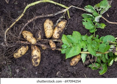 Potato harvesting in the garden - Shutterstock ID 697094254