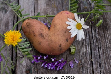 Potato as a heart decorated with flowers. Food leader. - Shutterstock ID 1763983244