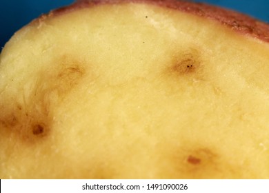 Potato Infection Late Blight Potato Blight Stock Photo 1491090026 ...