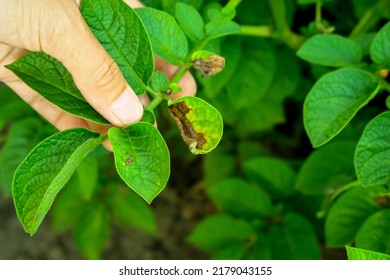 potato late blight. potato disease, pest problem, potato cultivation concept - Shutterstock ID 2179043155