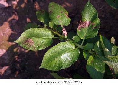 potato late blight disease symptom on plant leaf, plant disease - Shutterstock ID 2153870167