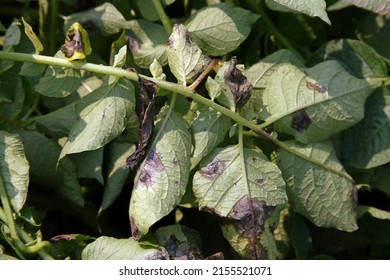 Potato Late Blight Disease Symptom On Plant Leaf