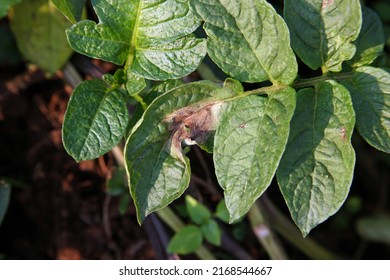 Potato Late Blight Disease Symptom On Plant Leaf