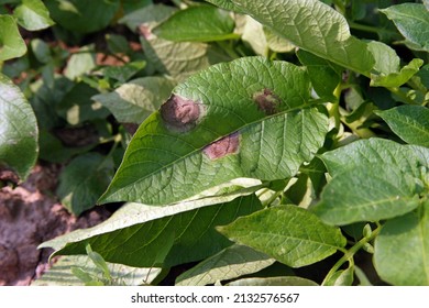 Potato Late Blight Symptom On  Leaf, Plant Disease