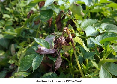 Potato Late Blight Symptom On  Leaf, Plant Disease