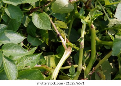 Potato Late Blight Symptom On  Leaf, Plant Disease