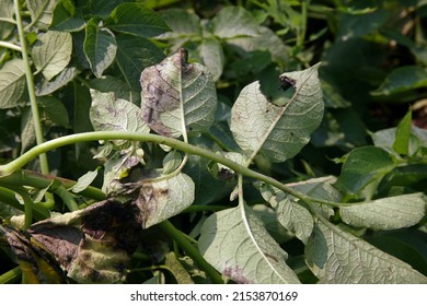 Potato Late Blight Symptom On  Leaf, Plant Disease