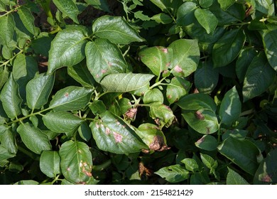 Potato Late Blight Symptom On  Leaf, Plant Disease