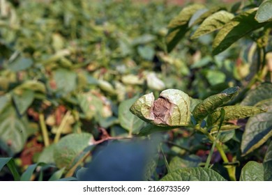 Potato Late Blight Symptom On  Leaf, Plant Disease