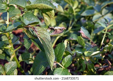 Potato Late Blight Symptom On  Leaf, Plant Disease