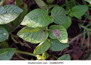 Potato Late Blight Symptom On Plant Leaf, Plant Disease