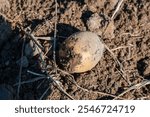 Potato is laying on the ground in a field. The potato is dirty and has a few spots on it. The field is dry and barren, with no signs of life. The potato is the only thing visible in the image.