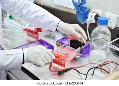 Potato Leaf DNA Extraction Procedure In Laboratory