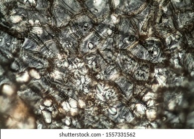 Potato Peel With Starch Granules Under The Microscope 200x