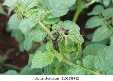 Potato Plant Disease Late Blight Due To Too Much Rain