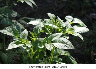 Potato Plant - German Butterball - In The Sunshine - Solanum Tuberosum 