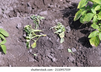 Potato Plant Heavily Infested By Potato Blackleg Disease Caused By Pathogens: Bacteria Pectobacterium Atrosepticum, Carotovorum And Dickeya. Symptoms On The Roots.