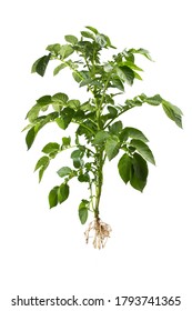 Potato Plant Isolated On White Background