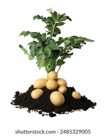 Potato plant, soil and tubers isolated on white